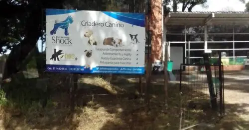 THE DOGS PARADISE THE DOGS PARADISE